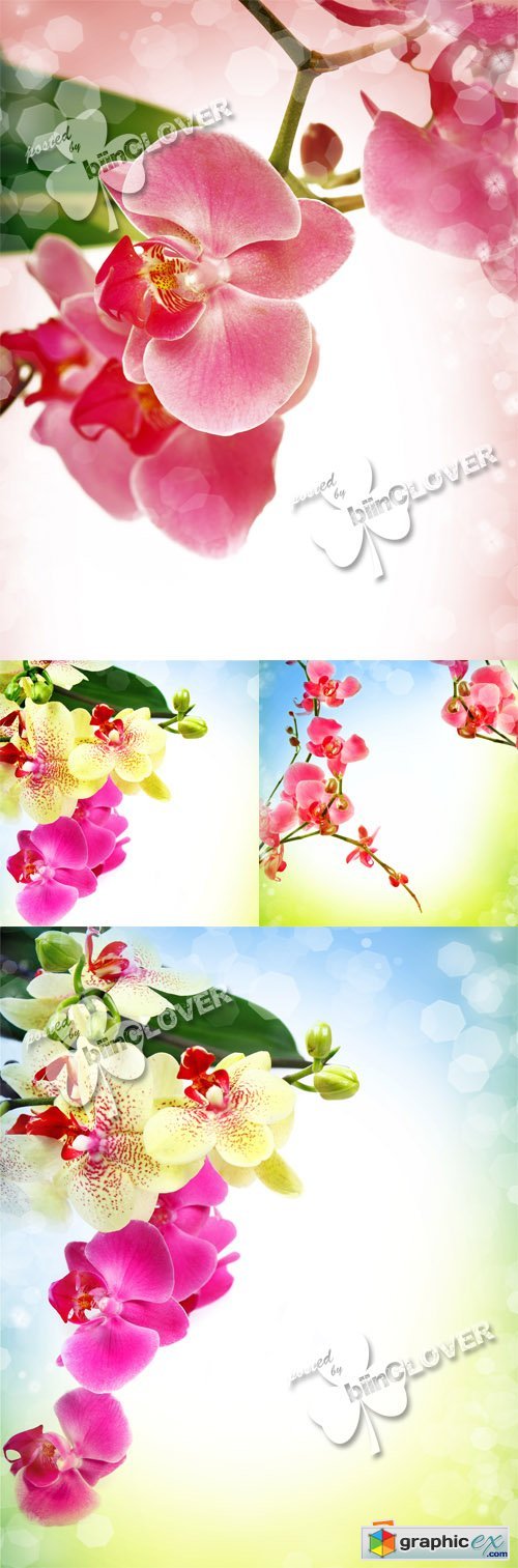 Blooming orchid  0377