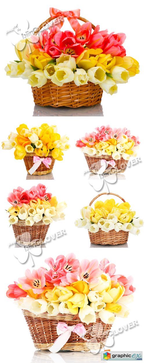 Beautiful tulips in basket 0373
