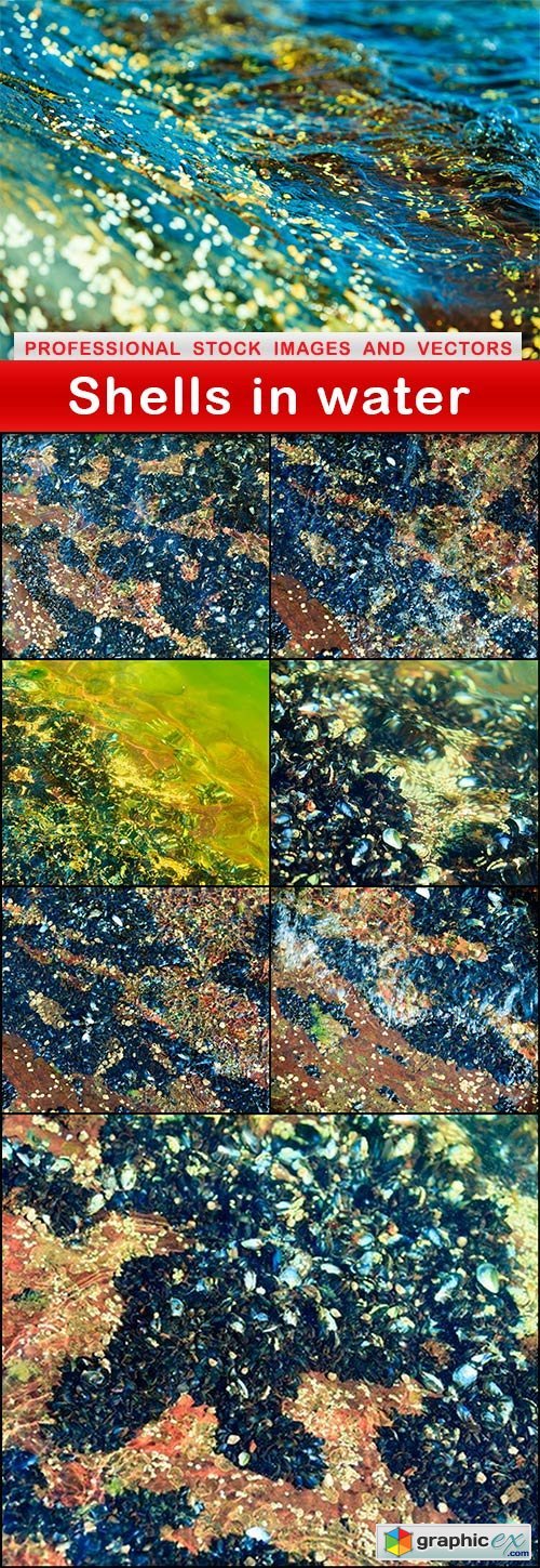 Shells in water - 8 UHQ JPEG