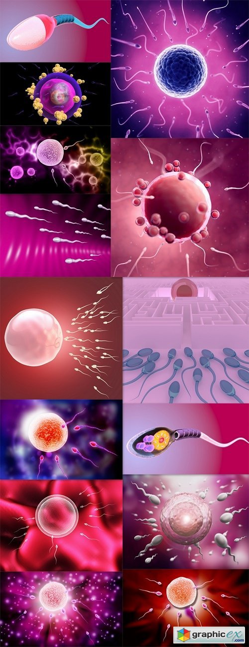 Sperm and egg