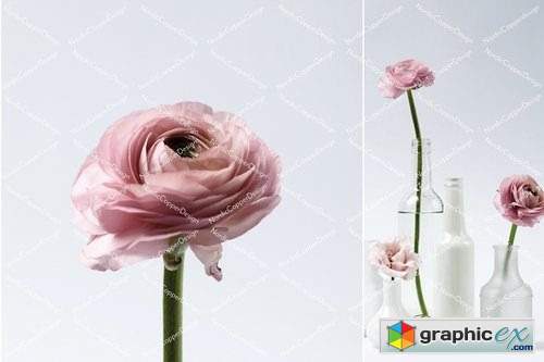 Dusty Pink Floral Styled Stock