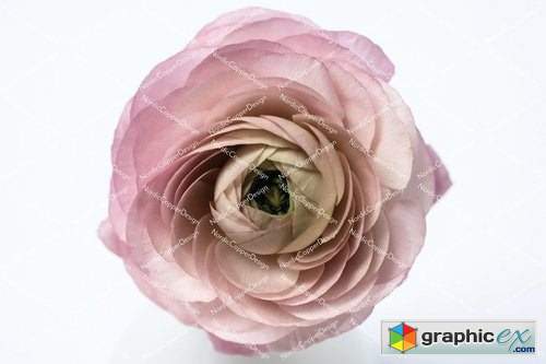 Dusty Pink Floral Styled Stock