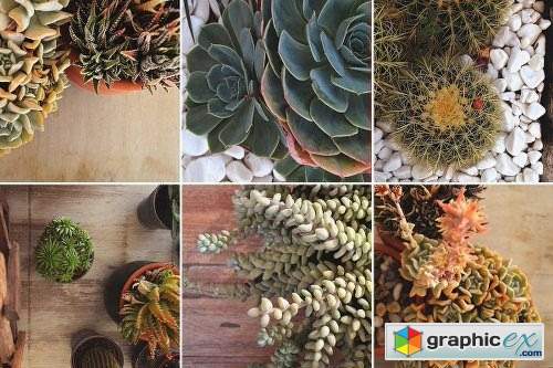 Savory Succulent Photo Bundle