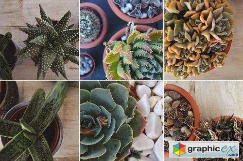 Savory Succulent Photo Bundle