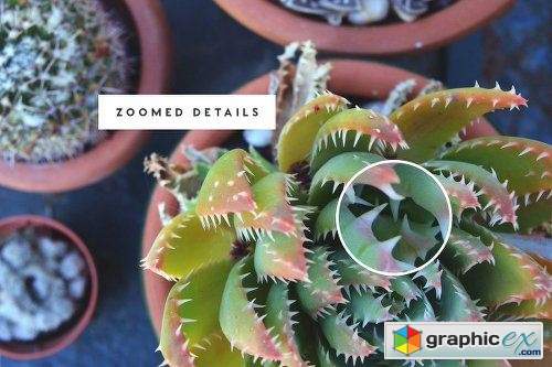 Savory Succulent Photo Bundle