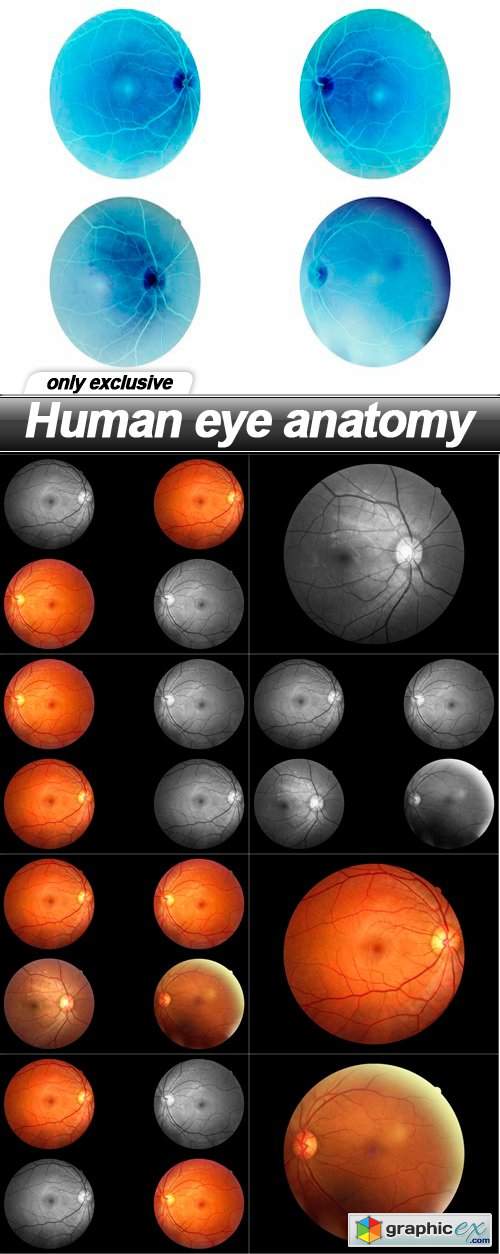  Human eye anatomy - 9 UHQ JPEG 