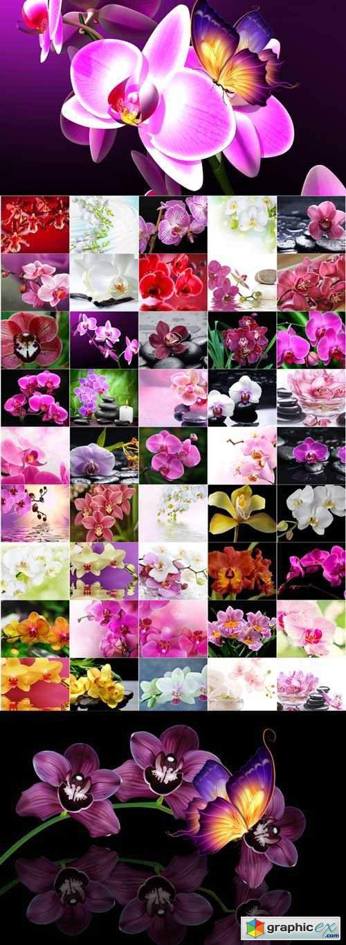 The charm of orchids