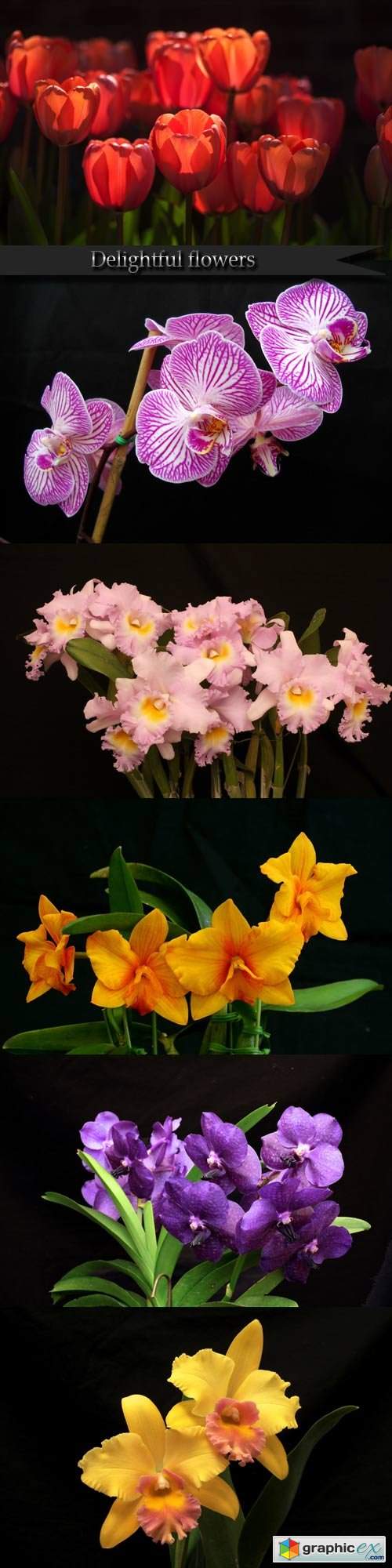  Delightful flowers on a dark background 