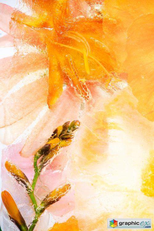 Orange natural branch of forsythia flowers background