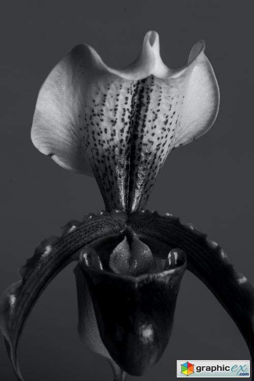 Close up of white Cymbidium Orchid