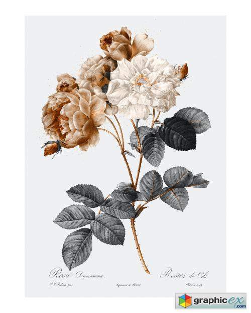 Vintage damask rose illustration wall art print and poster design remix from original artwork