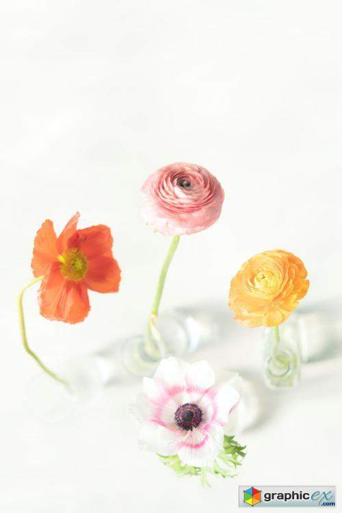 Blooming colorful flowers in vases