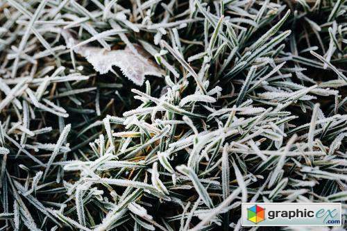 Grass covered in frost textured background