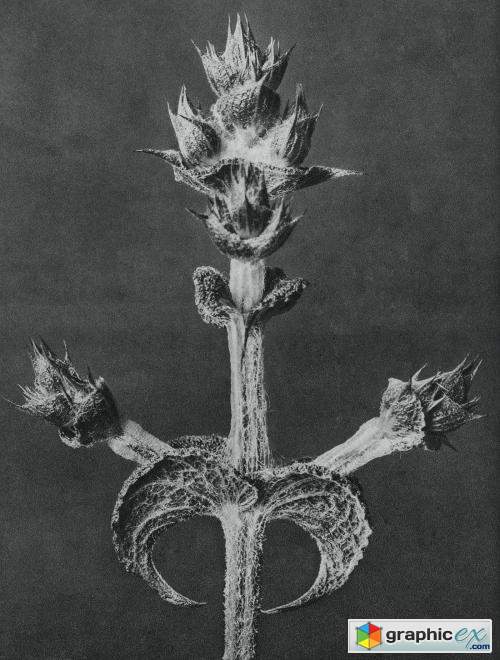 Salvia Aethiopis (Mediterranean Sage) enlarged 4 times